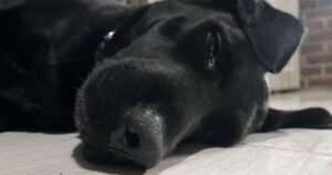 Pet owners taking dogs on walks near ‘ponds or rivers’ issued warning