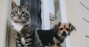 Legal UK rights if you care for ‘stray’ cat or dog on your property | UK | News
