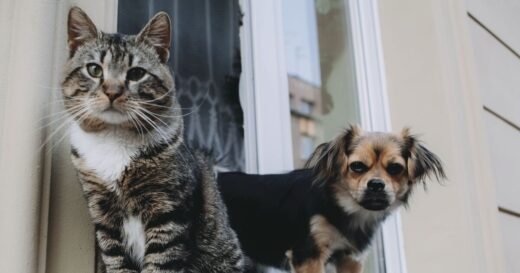 Legal UK rights if you care for ‘stray’ cat or dog on your property | UK | News