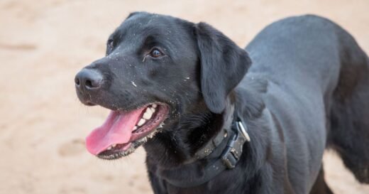 Better than a Labrador – dog trainer names loyal breed