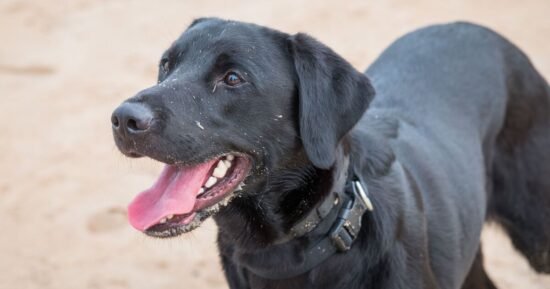 Better than a Labrador – dog trainer names loyal breed