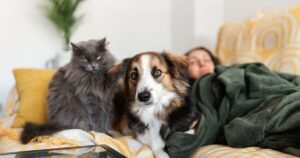 Cat and dog owners urged to ‘use treatment correctly’
