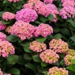 Hydrangeas ‘will change colour’ if you add ingredient to soil
