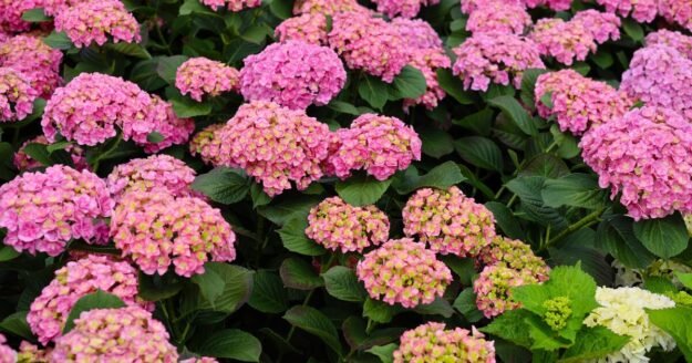 Hydrangeas ‘will change colour’ if you add ingredient to soil