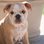 8 dog breeds at risk of overheating as UK temperatures rise