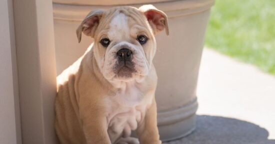 8 dog breeds at risk of overheating as UK temperatures rise