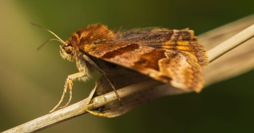 Not lavender or cloves – common item will stop moths damaging clothes