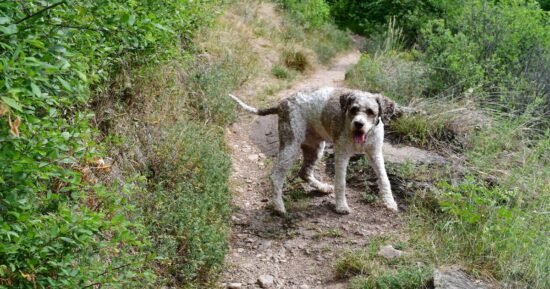 ‘I’m a vet and these are the 5 most overused dog names’