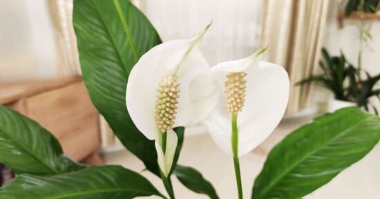 Make your peace lily bloom beautifully with 3 easy jobs in May