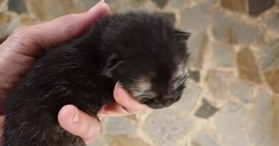 Two-day-old kitten found cuddling dead sibling needs adopter
