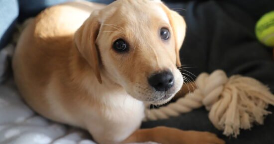 Not Labradors, boxers or pugs – dog trainer names 3 ‘calmest’ breeds
