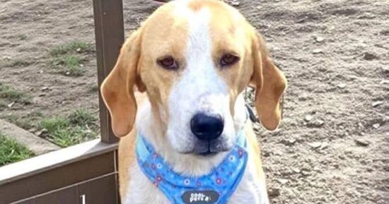 Dog left like ‘bag of bones’ on streets now needs a home