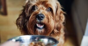Family paying £60,000 for live-in dog sitter overwhelmed after ‘thousands’ apply