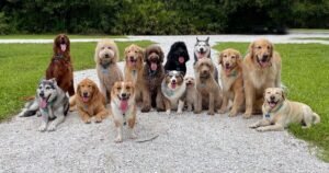 Vet settles debate on 5 dog breeds you should never have as a pet