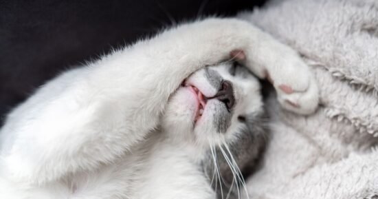 Not just for warmth – sweet reason cats fall asleep by feet