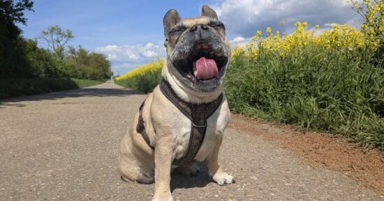 Vet names 1 common sign that your dog is ‘ageing gracefully’