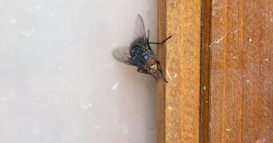 How to get rid of flies ‘instantly’ with 2 natural items