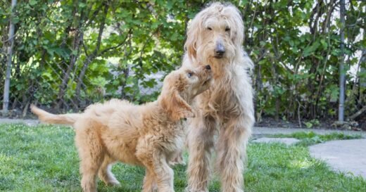 Why a wagging tail doesn’t always mean a dog is happy