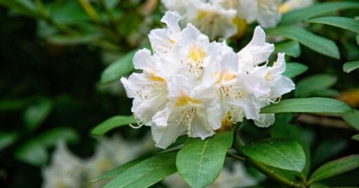 You’re pruning rhododendrons wrong – tweak helps flowers to multiply