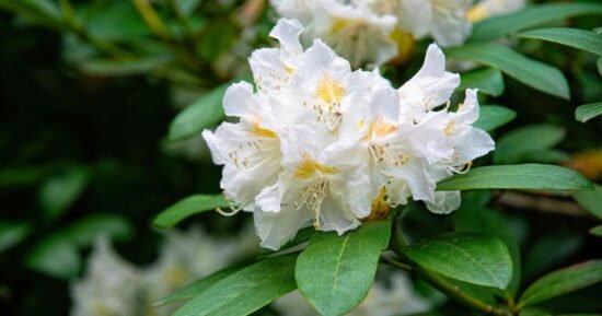 You’re pruning rhododendrons wrong – tweak helps flowers to multiply