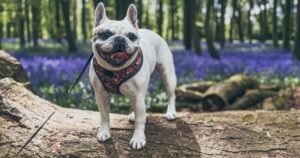 RSPCA’s warning to Brits taking their pets for walk this Bank Holiday