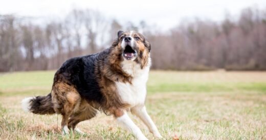 ‘I’m a dog trainer and barking is your fault but you can stop it’