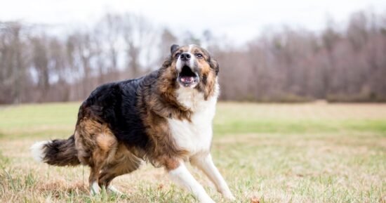 ‘I’m a dog trainer and barking is your fault but you can stop it’