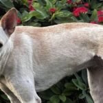 Nobody wants to rehome ‘broken’ dog because of how she looks