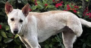 Nobody wants to rehome ‘broken’ dog because of how she looks