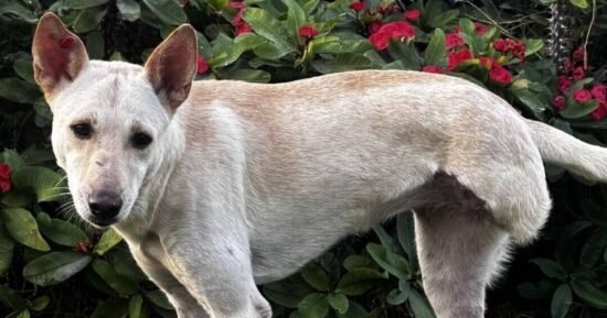 Nobody wants to rehome ‘broken’ dog because of how she looks
