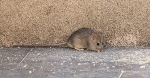 Rats could cause chaos in your homes if item is stored in garden