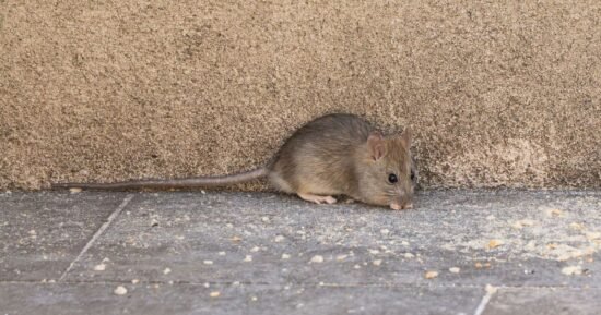 Rats could cause chaos in your homes if item is stored in garden