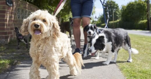Dog owners urged to make 5-second check on Saturday
