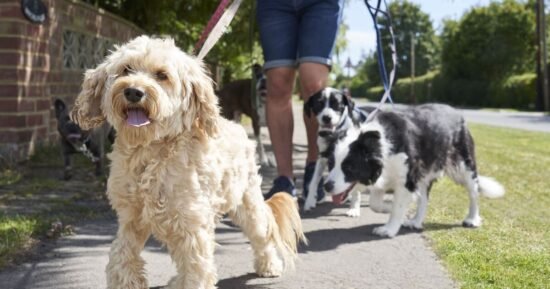 Dog owners urged to make 5-second check on Saturday