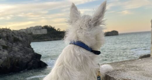 Anyone whose dog wears a collar told to be careful ‘this weekend’ | UK | News