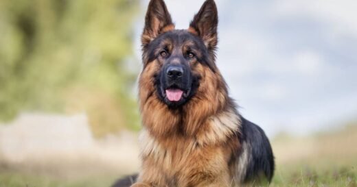 ‘Neighbour demands my dogs go so kids can play in my yard’