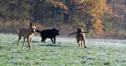 Dog trainer names popular dog breed he'd never want as family pet