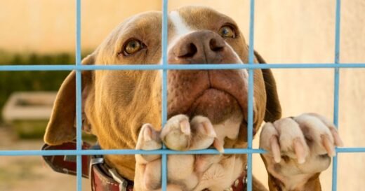 ‘Unwanted’ dog spends 200 days lonely as he sees other pets get homed