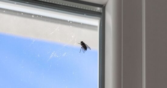 Flies ‘will avoid your home’ with 22p fruit at window