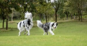 Rescue dog’s reunion with brother will leave you in tears