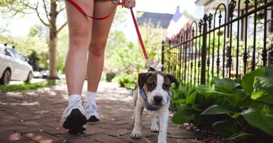 Vet urges dog owners to carry bandanas on walks during heatwave