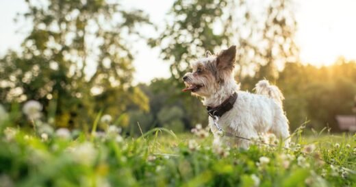 Dog trainer urges pet owners to ‘get up earlier’ if they live in flat