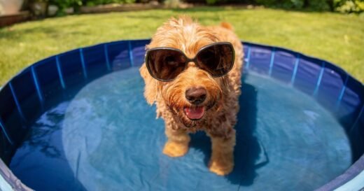 RSPCA tells dog owners ‘don’t do this’ during heatwave