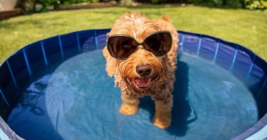 RSPCA tells dog owners ‘don’t do this’ during heatwave