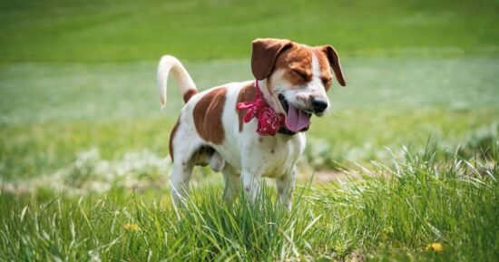 ‘I’m a vet and here’s 5 home allergy remedies for your dog’