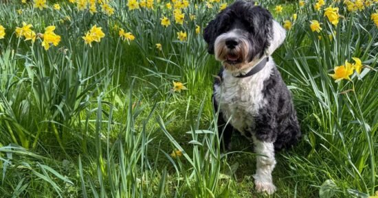 Dog owners urged to keep pets away from 1 danger in heat