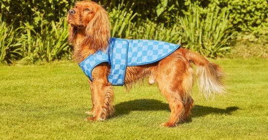 How to keep dogs cool in the heat with £14 ‘game-changer’