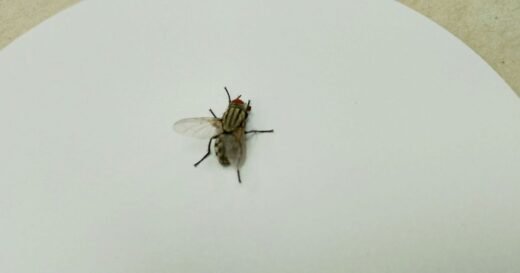 Overlooked kitchen hotspots attracting flies during heatwave
