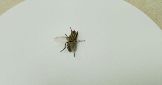 Overlooked kitchen hotspots attracting flies during heatwave