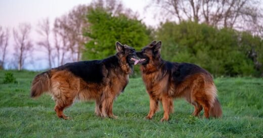 Dogs kept scratching near shed, then owners made discovery